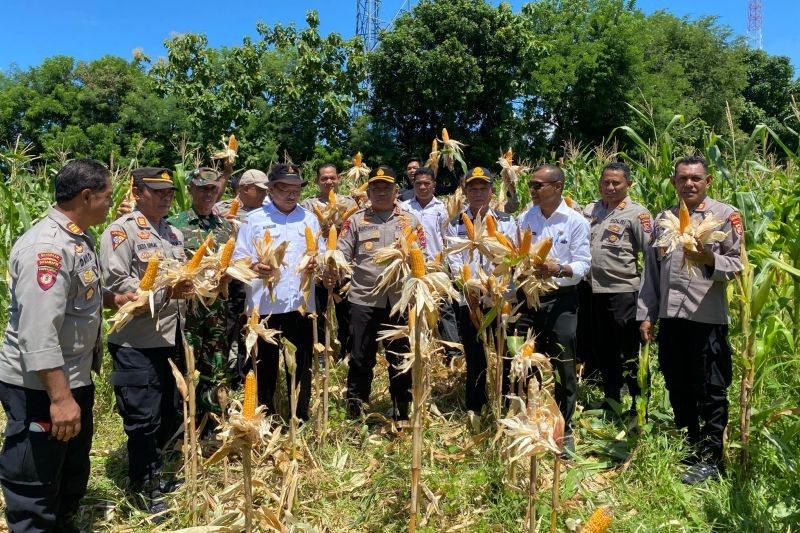 Polres Matim Panen Raya Jagung: Dukung Ketahanan Pangan Nasional