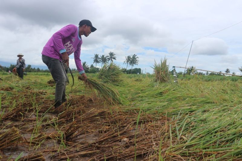 Bulog Lombok Timur Bentuk Tim Pembelian Gabah, Jamin Harga Petani Stabil Jelang Panen Raya