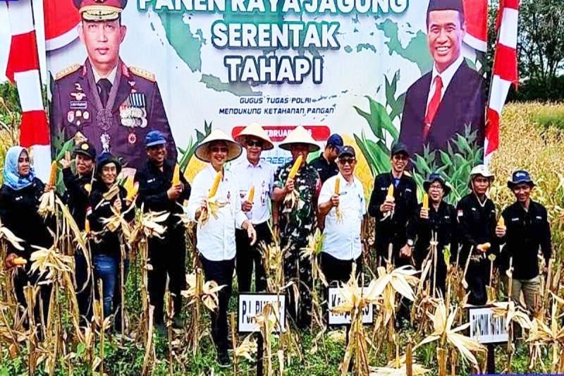 Panen Jagung di Barito Utara Dukung Ketahanan Pangan Nasional