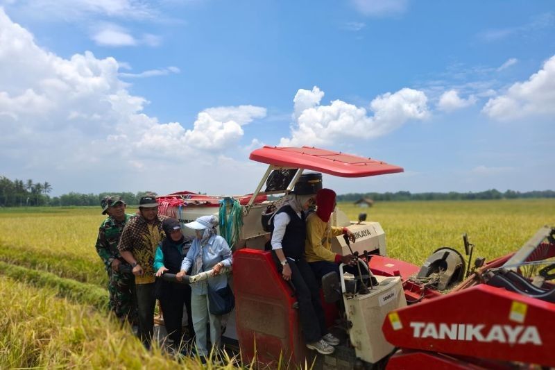 Bulog Serap 100 Ton Beras Petani Pandeglang, Dorong Swasembada Pangan