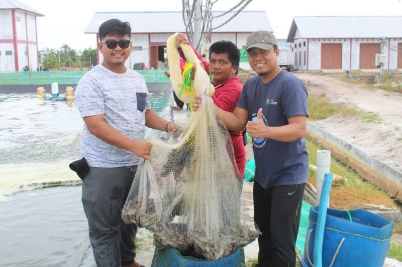 Shrimp Estate Berkah Kalteng Panen Perdana: 4,2 Ton Udang Vaname!