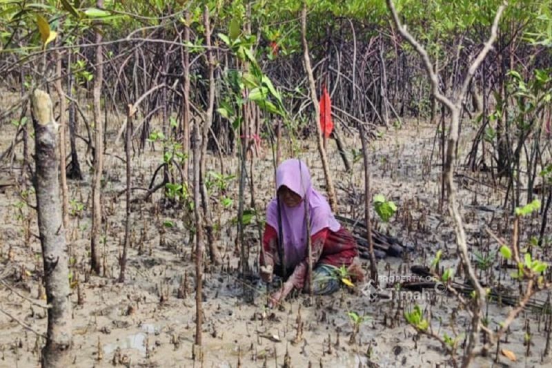 PT Timah dan Warga Kundur Tanam 12.000 Bibit Mangrove, Lestarikan Ekosistem Pesisir