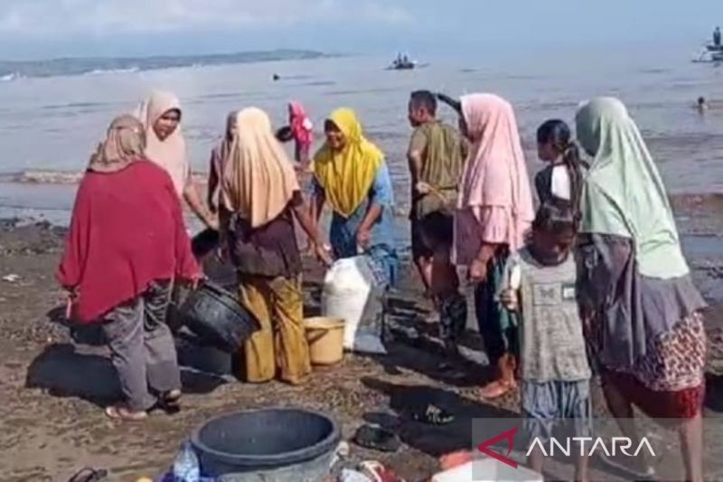 Rezeki Nelayan Bima-Dompu: Ramai-ramai Tangkap Ikan Nike yang Muncul ke Permukaan