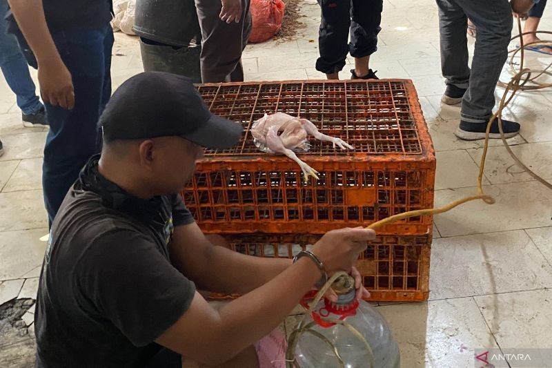 Waspada! Ayam Gelonggongan di Jakarta Selatan Terkontaminasi Bakteri, Polisi Tangkap Pelaku