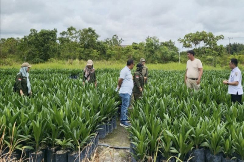 Disbun Kalteng Awasi Ketat Produsen Bibit Sawit, Jaga Kualitas Benih Unggul