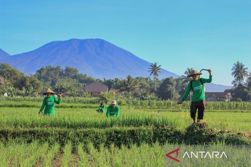 Program Lumbung Pangan Baznas Sukses: 80 Petani Mantan Mustahik Kini Jadi Muzaki