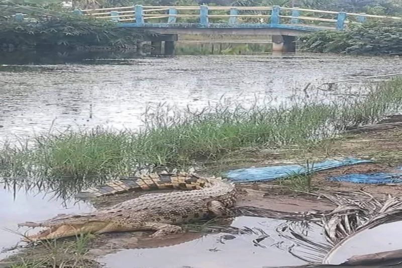 Waspada! Kemunculan Buaya Muara di Jambi Resahkan Warga