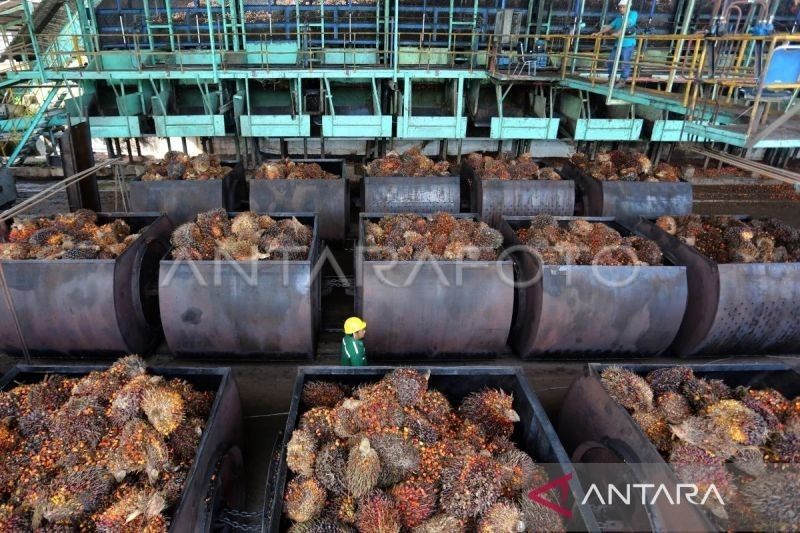 Harga CPO Melemah, Permintaan India Menurun: Kemendag Tetapkan Bea Keluar