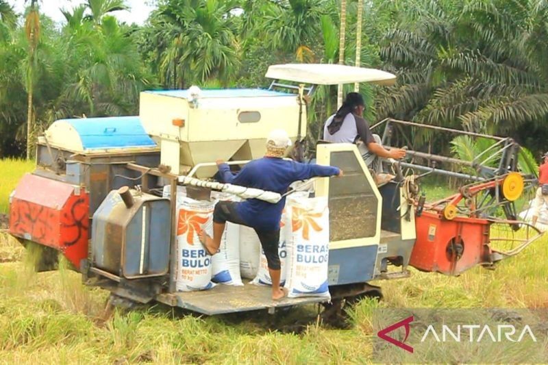 Bulog Kuala Tungkal Pastikan Serap Gabah Petani Sesuai HPP: Petani Tanjabbar dan Tanjabtim Antusias