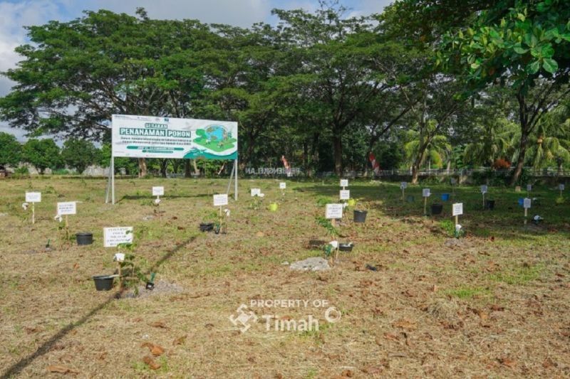 PT Timah, PLN, dan METI Tanam 1.500 Pohon Angsana di Bangka: Dorong Ketahanan Energi dan Kurangi Emisi