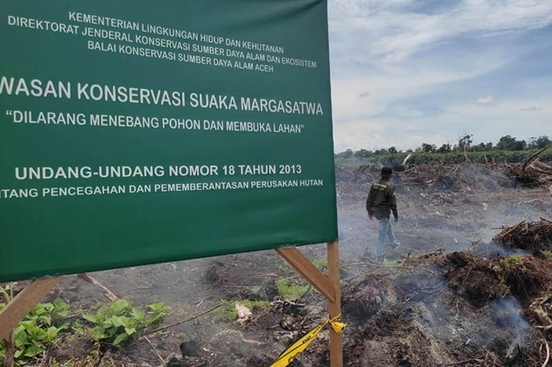 Aceh Timur Kehilangan 1.096 Hektare Hutan pada 2024: Ancaman bagi Satwa Langka