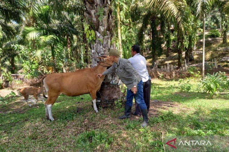 Vaksinasi PMK di Mukomuko Capai 1.753 Dosis, Target Ramadhan Belum Tercapai