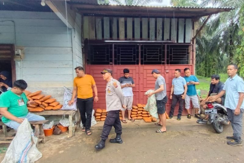 Pengedar Ganja 82 Paket Ditangkap di Pasaman Barat