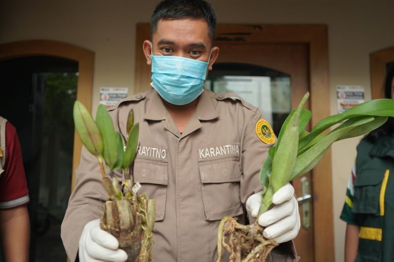 Balai Karantina Jambi Sita Bibit Anggrek Ilegal di Bandara Sultan Thaha