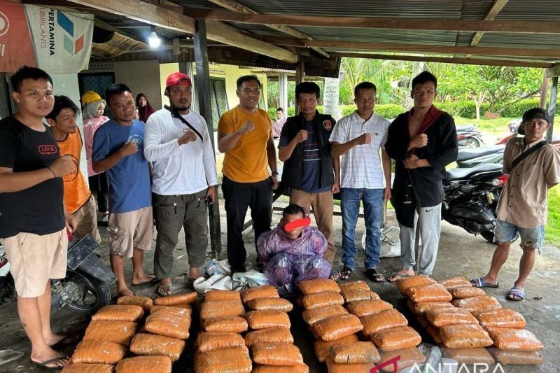 Polda Sumbar Gagalkan Penyelundupan 82 Paket Ganja, Satu Pelaku Buron