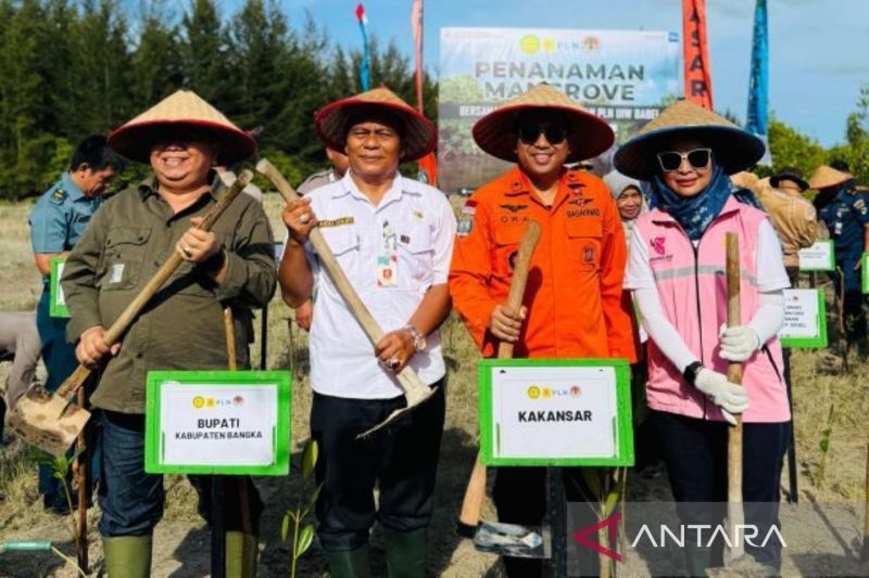 PLN Babel Tanam 1.000 Bibit Mangrove, Perkuat Ekosistem Pesisir Bangka