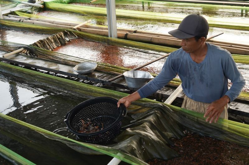 KKP Prioritaskan Pembudidaya Ikan Kecil sebagai Penerima Pupuk Bersubsidi