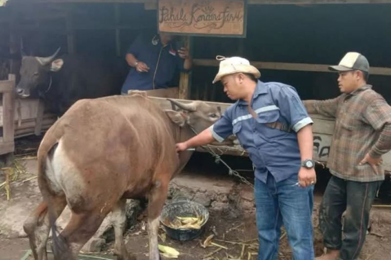 15 Sapi Bali di Rejang Lebong Terjangkit Virus Jembrana, Distankan Lakukan Penanganan