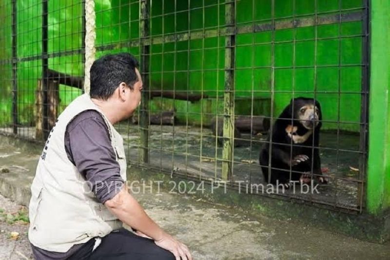 Tambang Ilegal di Bangka Belitung: Konflik Buaya dan Manusia Meningkat