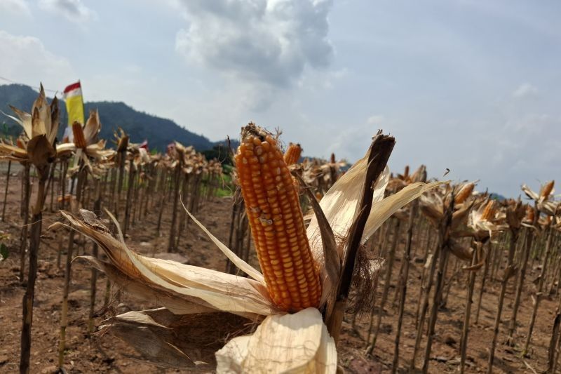 BPS NTB Desak Bulog Segera Keluarkan 51 Ribu Ton Jagung