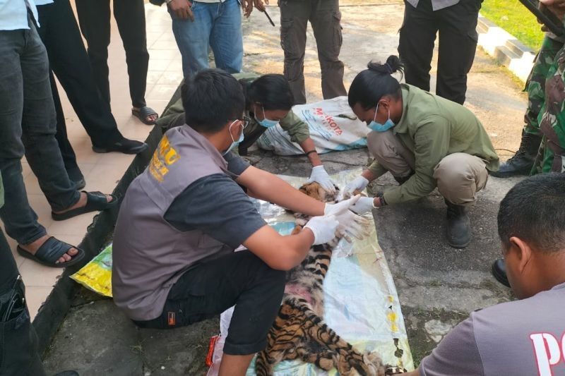 Enam Pelaku Pembunuhan Harimau Sumatra di Riau Ditangkap