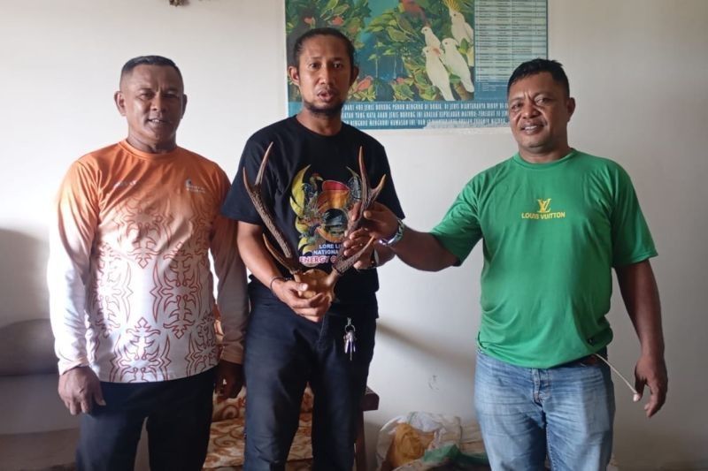 BKSDA Maluku Sita Opsetan Tanduk Rusa di Pelabuhan Ambon