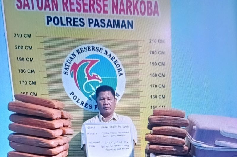 Polres Pasaman Gagalkan Peredaran 100 Paket Ganja dari Panyabungan