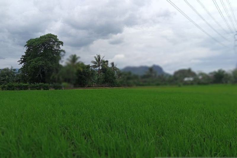 Sulsel Targetkan Cetak Sawah Baru 583 Hektare di 2025, Wujudkan Ketahanan Pangan Nasional