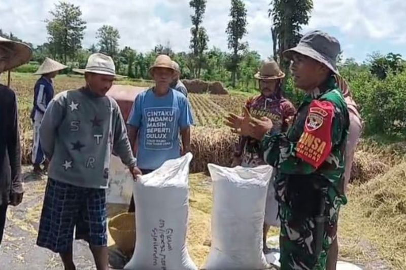 TNI Jaga Harga Gabah, Kawal Pembelian Langsung dari Petani Lombok Tengah