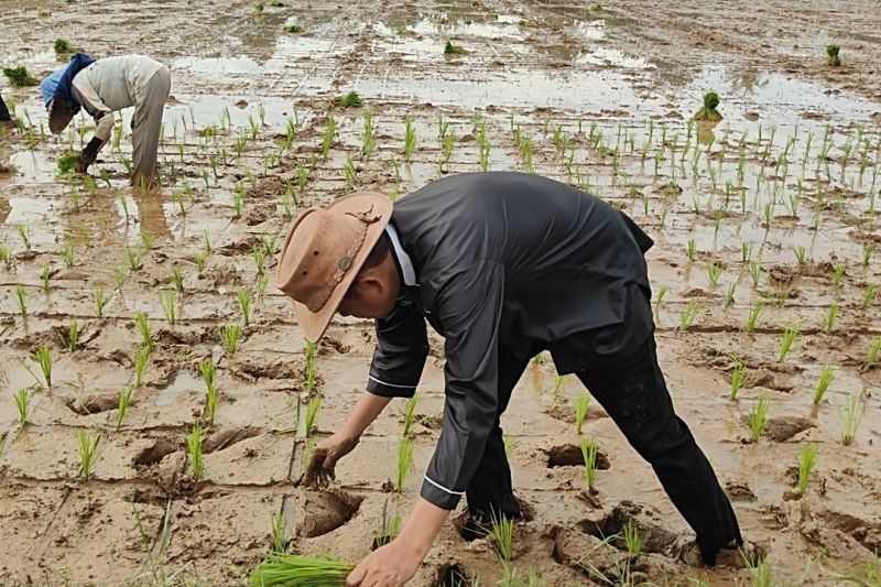 Petani Selagan Raya Pertahankan Tradisi Istirahat Tanam Saat Ramadhan