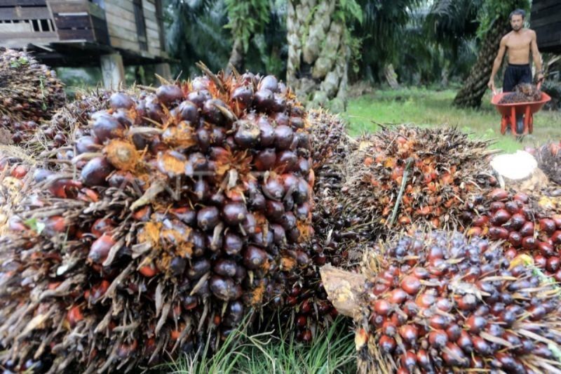 Penurunan DBH Sawit Ancam Pertanian Kalteng: Gapki Minta Pemerintah Pusat Cari Solusi