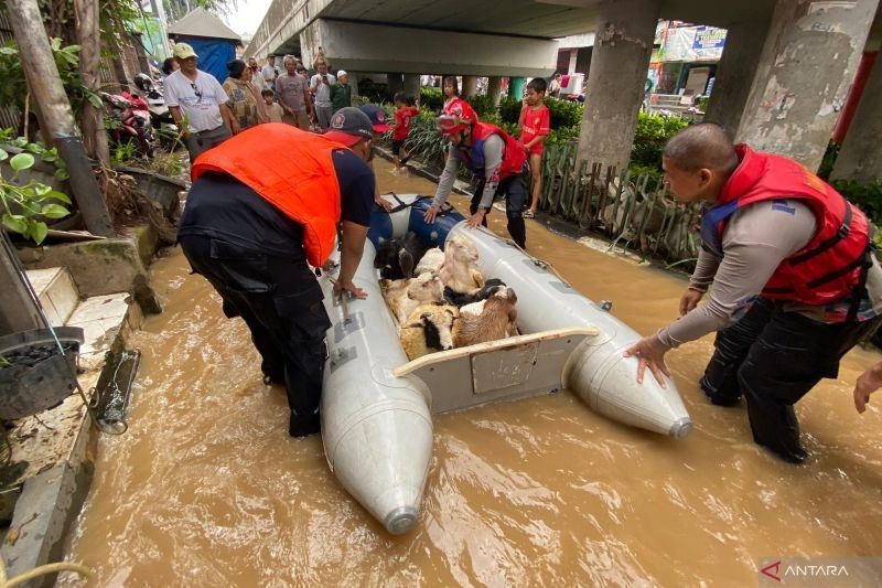 Dramatis! 15 Kambing Dievakuasi Tim Gulkarmat Jaksel dari Banjir Rawajati