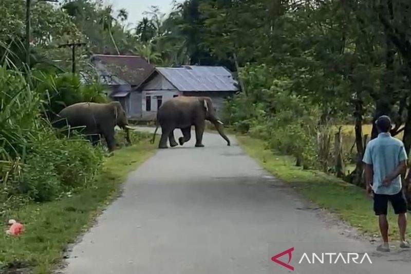 Gajah Masuk Permukiman, BPBD Aceh Barat Kerahkan Tim Khusus