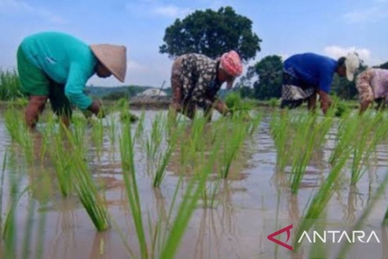 Maluku Genjot Penanaman Padi 27 Ribu Hektare, Target Swasembada Pangan Nasional Terlampaui?