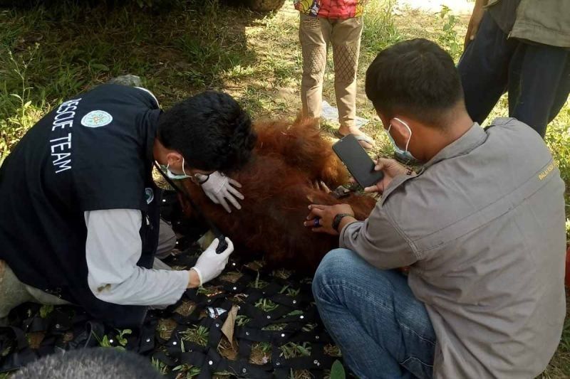 BKSDA Aceh Evakuasi Orang Utan Sumatra di Perkebunan Warga