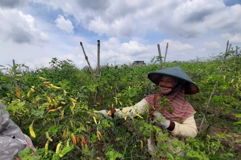 Harga Cabai Rawit di Tulungagung Melonjak Tajam, Sentuh Rp85.000 per Kg!