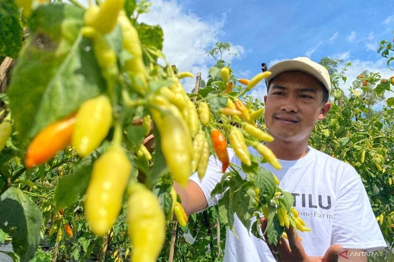 Harga Cabai Rawit di Garut Tembus Rp100.000/Kg, Dispertan Sebut Belum Panen Raya