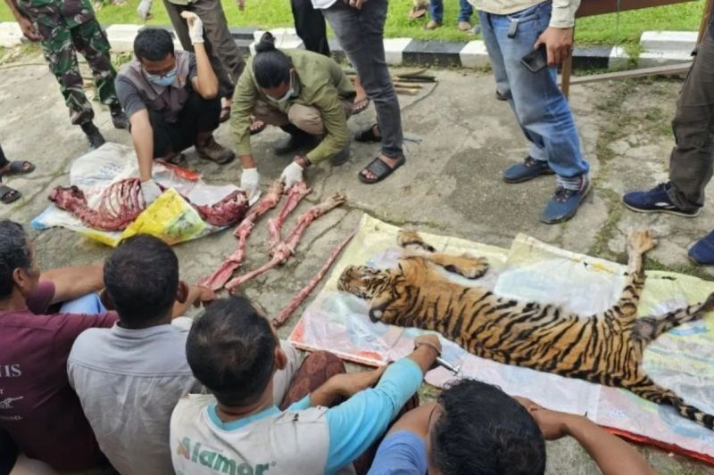 Pembunuhan Harimau Sumatera di Rohul: Diduga Dilakukan Secara Profesional