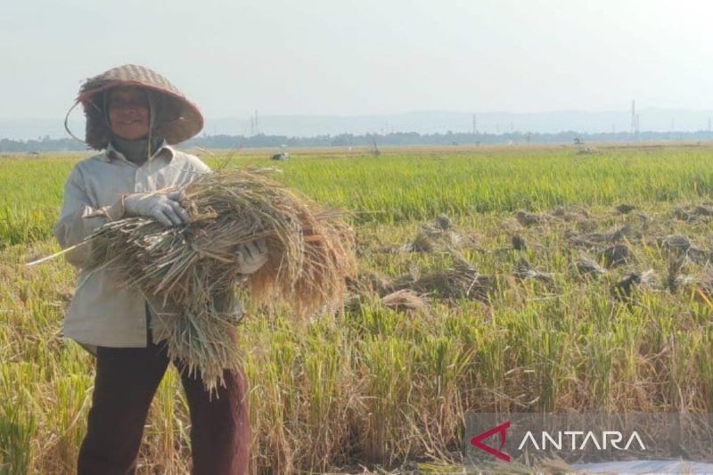 Sukses! Pemkab Batang Serap 180 Ton Gabah Petani, Lampaui Target