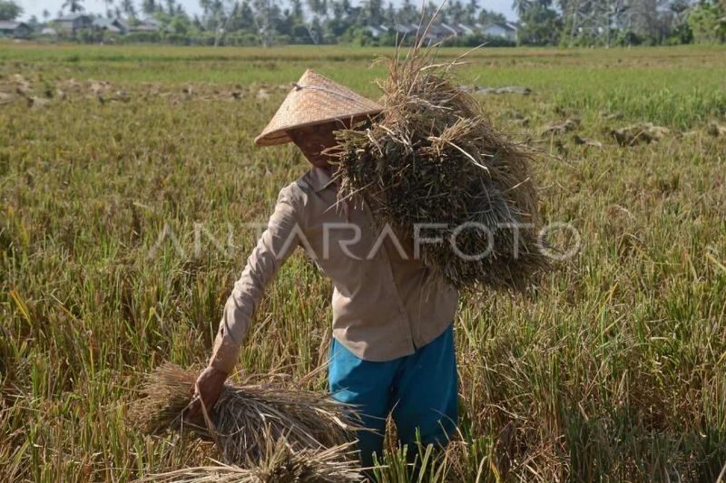 Nilai Tukar Petani Aceh Naik, Daya Beli Petani Meningkat!