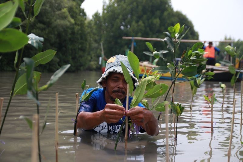 MedcoEnergi Sukses Rehabilitasi Pantai Sederhana dengan 5.000 Pohon Mangrove