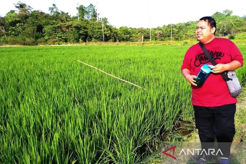 Produksi Padi Kaltim 2024 Melonjak: Naik Hampir 10 Persen!