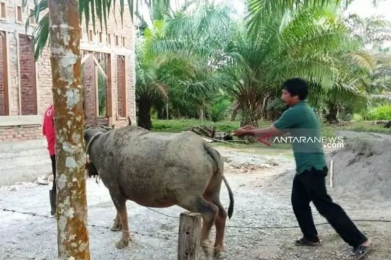 10 Kerbau di Aceh Barat Terjangkit Penyakit Ngorek, Lima Mati