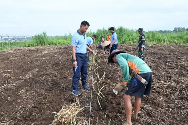 TNI AU Tanam Rumput Pakchong dan Odot di Tasikmalaya, Dukung Ketahanan Pangan Nasional