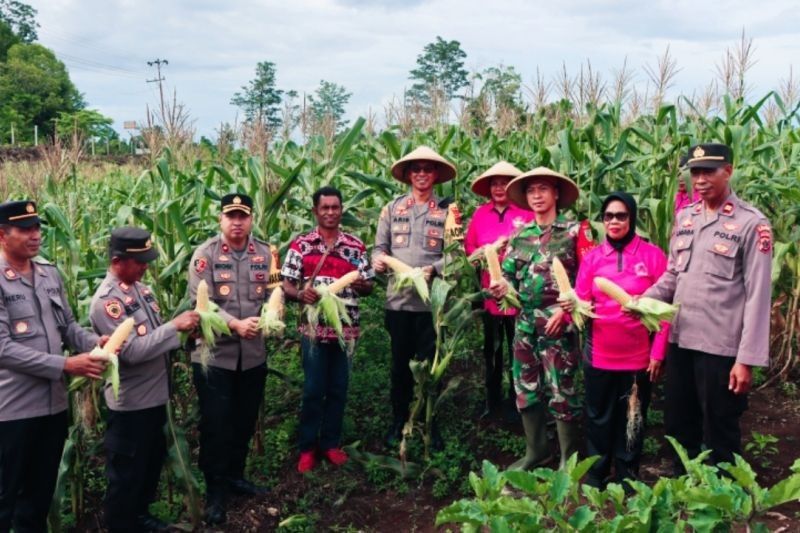 Polres Biak Numfor Panen Jagung 1 Hektare: Sukses Implementasi Program Asta Cita Presiden