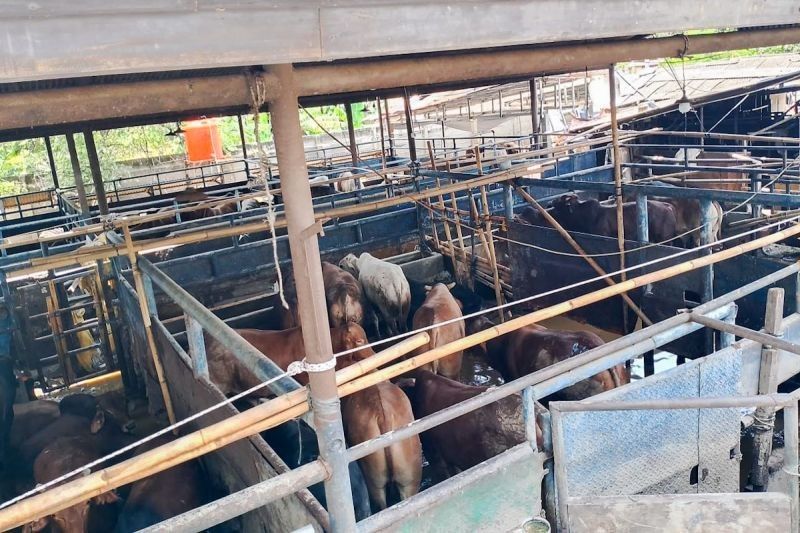 Kementan Bergerak Cepat Tangani Terdampak Banjir Bekasi: Kesehatan Ternak Jadi Prioritas