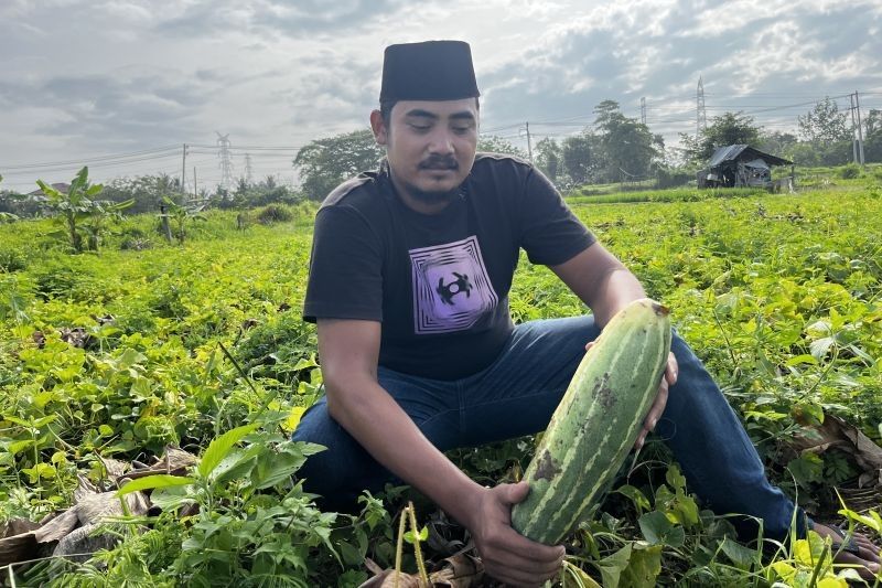 Petani Aceh Raup Jutaan Rupiah dari Timun Suri Selama Ramadhan