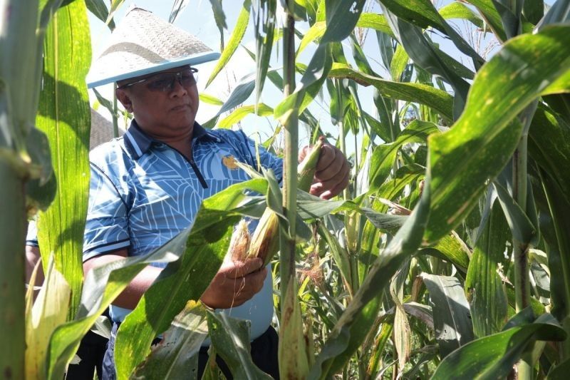 Lanud Sam Ratulangi Manado Sukses Panen Jagung, Dukung Ketahanan Pangan Nasional