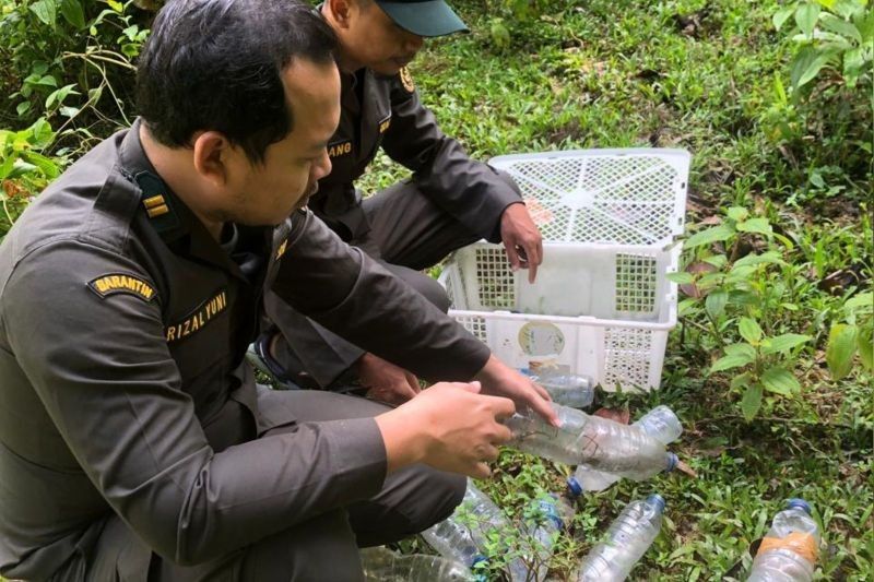 15 Biawak Kuning Dilepasliarkan di Maluku Utara, Upaya Konservasi Selamatkan Spesies Endemik