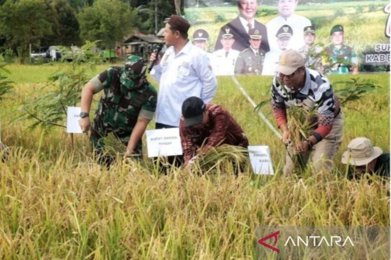 Bangka Tengah Panen Raya Padi Organik 73 Hektare, Lestarikan Budaya dan Ketahanan Pangan